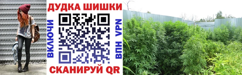 цена Грозный Конопля OG Kush